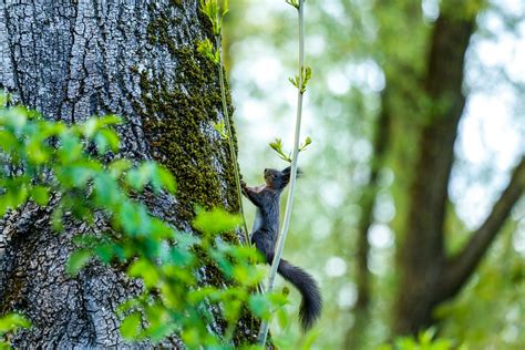 Trees Squirrel Mammal - Free photo on Pixabay - Pixabay