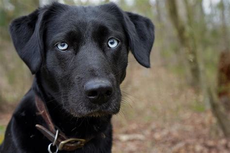 Black Dog with Blue Eyes, Lab-Husky Mix Photograph by Amy Patterson ...