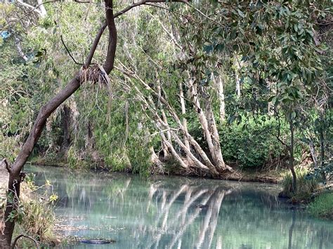 Little Bohle River ~ JUNE 2022 Field Trip | Wildlife Queensland ...