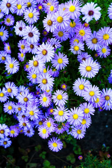 Purple Aster Fall Perennials - Natalie Linda