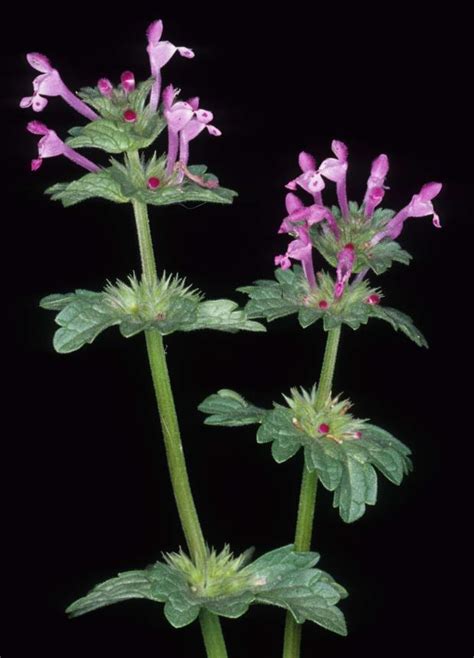 Flora of New Zealand | Taxon Profile | Lamium amplexicaule