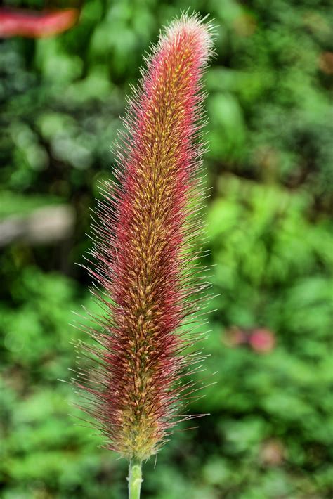 Wind-Pollinated Plant | At the Flower Field, Flower Dome, Ga… | Flickr