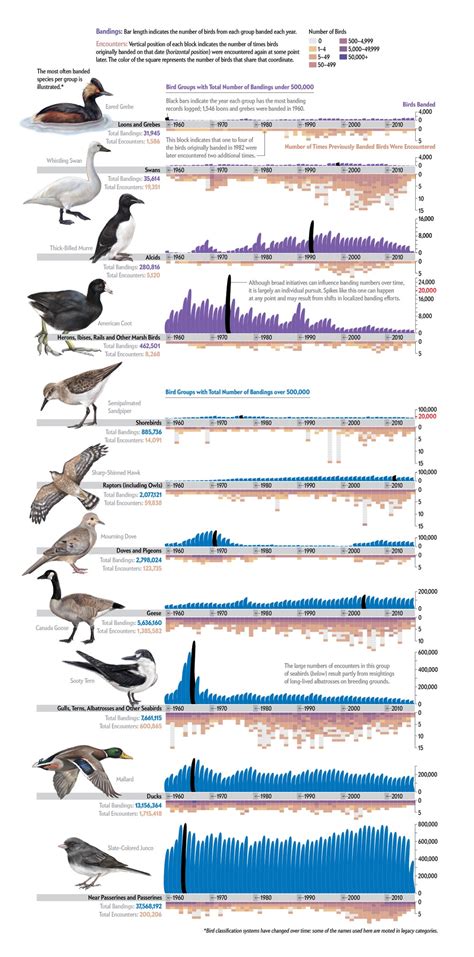 What Scientists Have Learned from 100 Years of Bird Banding | Scientific American