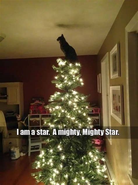 Cats and Christmas Tree - 28 Pics – FunnyFoto | Cat memes, Crazy cats ...