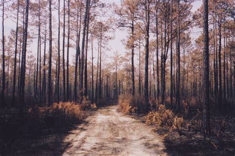 Apalachicola National Forest - Out on the Weekend