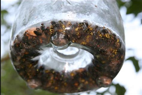 Wasp Traps Fly Traps making your own easy | Spain Info