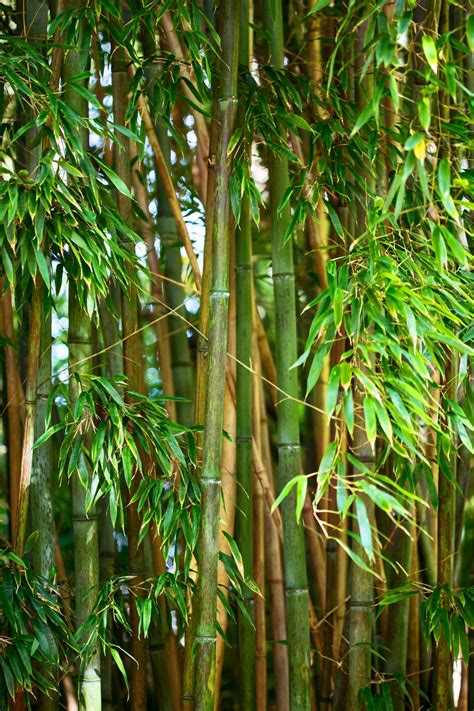 Bamboo Farming for Homestead Income (Start a Bamboo Farm!) | Growing ...