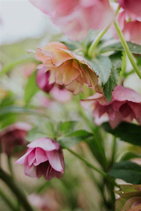 Hellebores Archives - Green and Gorgeous Flowers