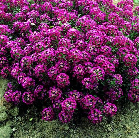 Alyssum- Purple Royal Carpet : Organic Seed Potatoes & Vegetable Seed | Tohum, Güzel çiçekler ...