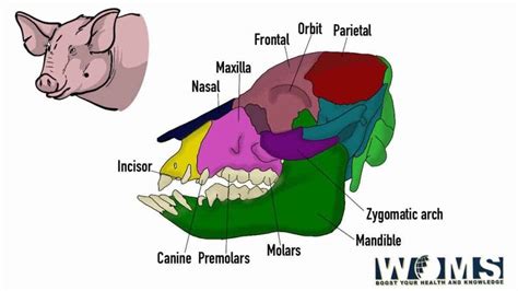 The ultimate guide to Pig skull: Images and Anatomy - WOMS