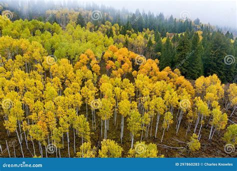 Aspen Forest in Full Fall Color As Seen from Above Stock Image - Image ...