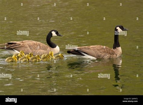 Canada goose (Branta canadensis) with chicks, Hagerman Wildlife ...