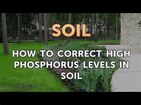 How to Correct High Phosphorus Levels in Soil - YouTube