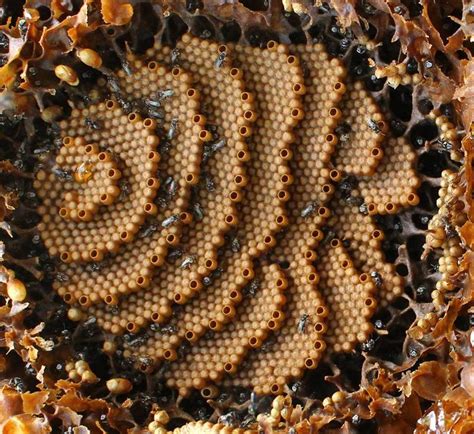 Inside a stingless bee hive | Stingless bees, Native bees, Bee