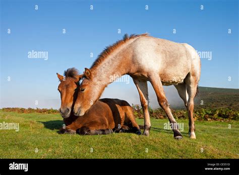 Dartmoor Pony Foals on the open moorland, Dartmoor, Devon, England. Autumn (September) 2011 ...