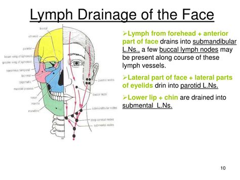 Lymphatic System Face