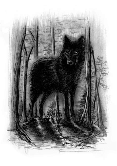 Black Wolf Drawing by Damian Buczniewicz - Pixels