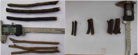 Stem cuttings (a) and root cuttings (b). | Download Scientific Diagram