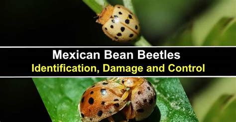 Mexican Bean Beetles: Identification, Damage and Control (With Pictures)