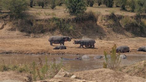 Male Hippos Attack Each Other during Mating Season on the Mara River in Africa Stock Footage ...