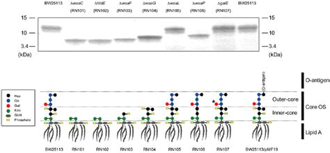 Generalized LPS structures in a series of E. coli LPS mutants used in ...