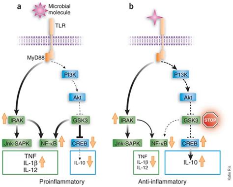 TLR activation induces multiple pathways that mediate proinflammatory... | Download Scientific ...