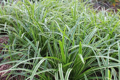 Easy to Grow Perennials: Ornamental Grasses | a Blade of Grass