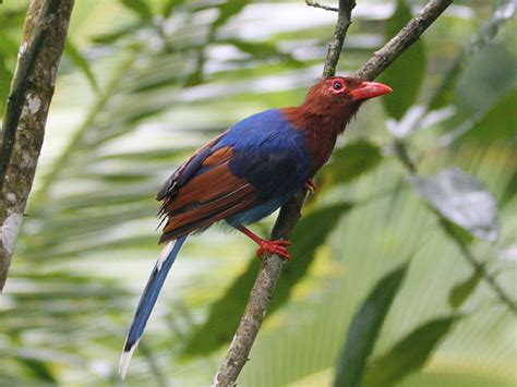 Sinharaja Forest Reserve is a National Park and a biodiversity hotspot in Sri Lanka. Sinharaja ...