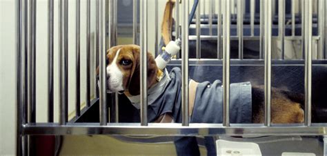 New statistics reveal record-high animal use in South Korean laboratories, nearing 5 million in ...