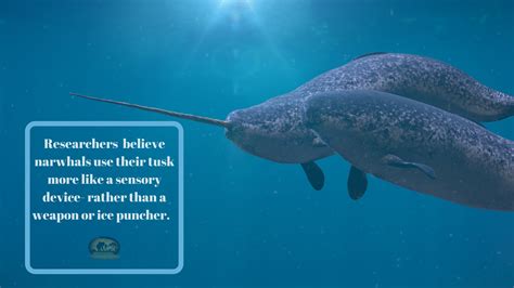 MYTH: NARWhALS USE THEIR TUSKS TO BREAK ICE AND FIGHT — Ms. Mallory ...