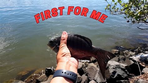 Caught My First Luderick - NSW Fishing - YouTube