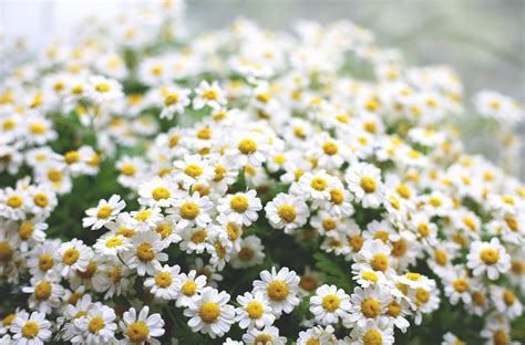 3840x2534 daisies 4k cool high resolution wallpaper | Daisy wallpaper, Daisy background, Daisy