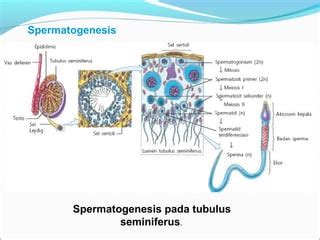 Bab 11 sistem reproduksi manusia | PPT | Free Download