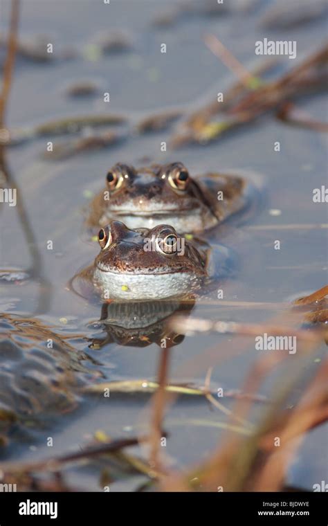 Irish frog hi-res stock photography and images - Alamy