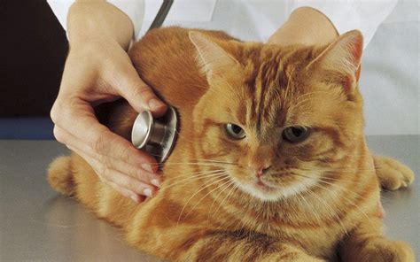 The Complete Cat Veterinary Clinic l Veterinarian Brookfield