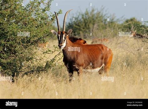 Sable antelope in natural habitat Stock Photo - Alamy