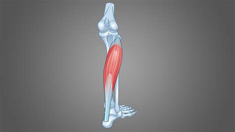 5 Best Soleus Exercises (with Pictures!): Grow Bigger Calves - Inspire US