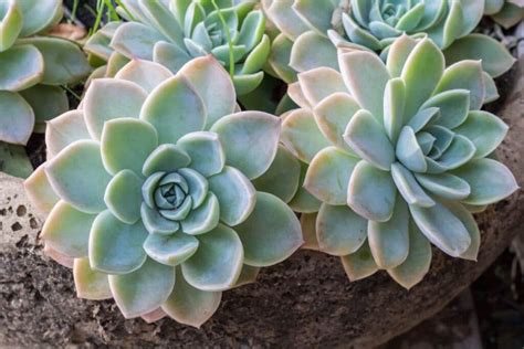 Echeveria Succulent Plant: Different Types, How to Grow and Care | Florgeous