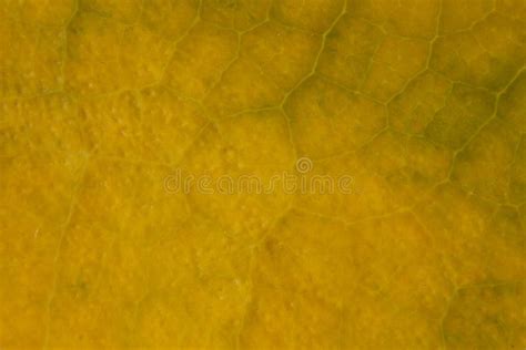 Yellow Leaf Nature Background Closeup Stock Photo - Image of background, ecological: 233628728