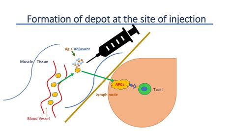 Mechanisms of Action of Adjuvants