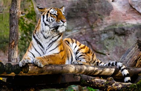 Free Images : animal, recreation, wildlife, zoo, jungle, predator ...