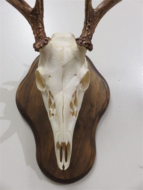 Whitetail Deer European Mount W-129E – Mounts For Sale