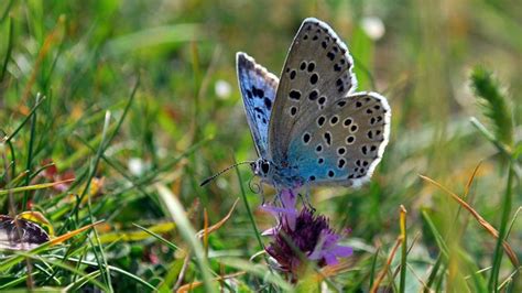 Our work for butterfly conservation | National Trust