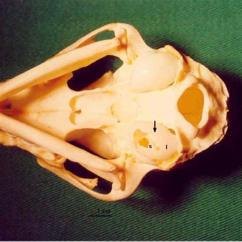 Photograph of a feline skull, showing ventral tympanic bulla osteotomy... | Download Scientific ...