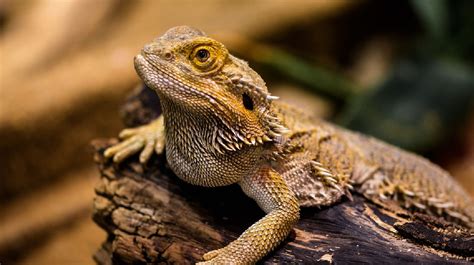 Bearded Dragon Lighting: The Complete How-To Guide - Reptile Advisor