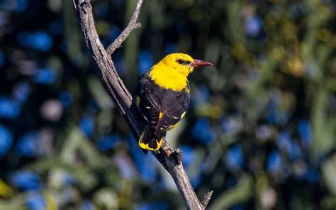 (Eurasian) Golden Oriole (Oriolus oriolus)