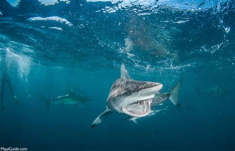 Maui Sharks | Shark Attack in Maui, Hawaii | Tiger, Reef, Mako, Bull