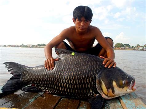 Cambodia Wild Paradise: Cambodai Giant Barb