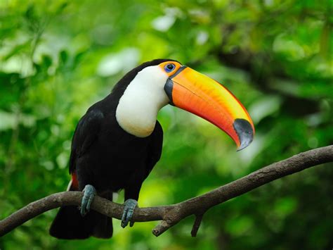 Toucan Wallpaper (65+ images)