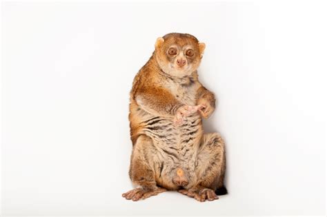 ANI064-00096 - Joel Sartore